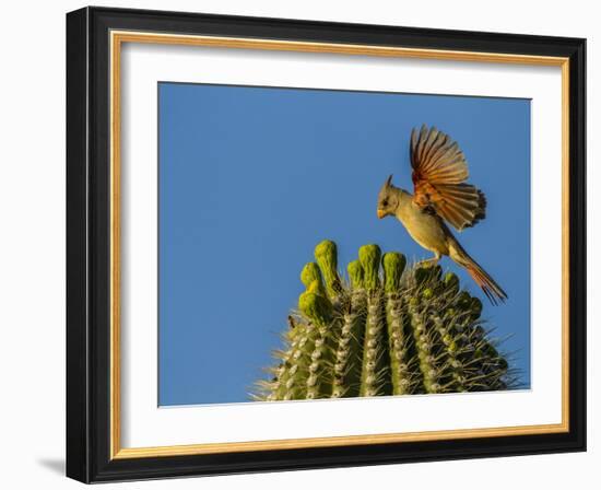 USA, Arizona, Sonoran Desert. Pyrrhuloxia Bird Lands on Saguaro Buds-Cathy & Gordon Illg-Framed Photographic Print