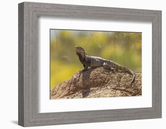 USA, Arizona, Sonoran Desert. Spiny-Tailed Iguana on Rock-Cathy & Gordon Illg-Framed Photographic Print