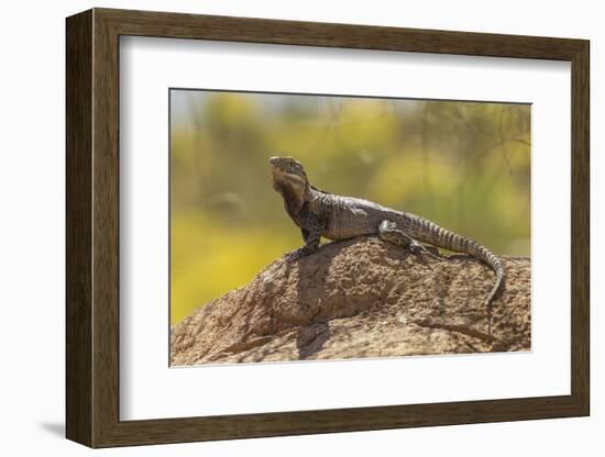 USA, Arizona, Sonoran Desert. Spiny-Tailed Iguana on Rock-Cathy & Gordon Illg-Framed Photographic Print