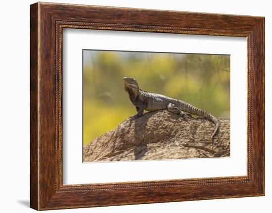 USA, Arizona, Sonoran Desert. Spiny-Tailed Iguana on Rock-Cathy & Gordon Illg-Framed Photographic Print