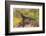 USA, Arizona, Sonoran Desert. Spiny-Tailed Iguana on Rock-Cathy & Gordon Illg-Framed Photographic Print