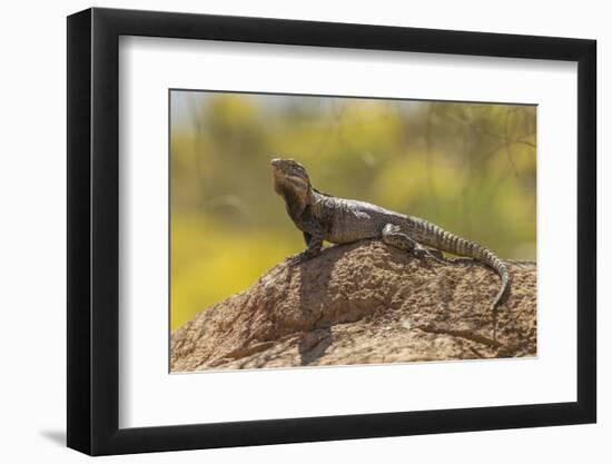 USA, Arizona, Sonoran Desert. Spiny-Tailed Iguana on Rock-Cathy & Gordon Illg-Framed Photographic Print
