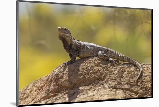 USA, Arizona, Sonoran Desert. Spiny-Tailed Iguana on Rock-Cathy & Gordon Illg-Mounted Photographic Print