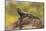 USA, Arizona, Sonoran Desert. Spiny-Tailed Iguana on Rock-Cathy & Gordon Illg-Mounted Photographic Print
