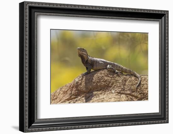 USA, Arizona, Sonoran Desert. Spiny-Tailed Iguana on Rock-Cathy & Gordon Illg-Framed Photographic Print