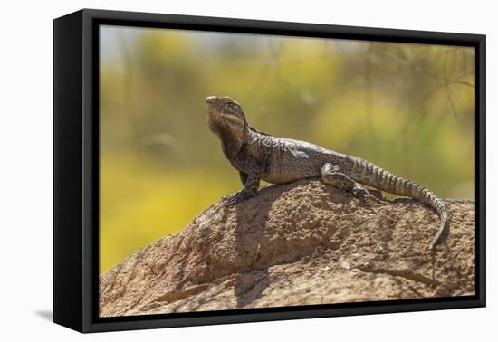USA, Arizona, Sonoran Desert. Spiny-Tailed Iguana on Rock-Cathy & Gordon Illg-Framed Premier Image Canvas