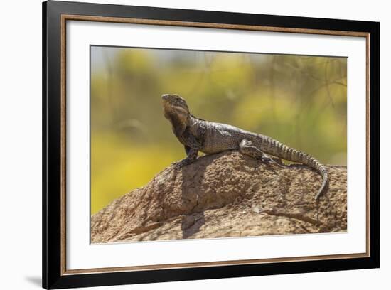 USA, Arizona, Sonoran Desert. Spiny-Tailed Iguana on Rock-Cathy & Gordon Illg-Framed Photographic Print