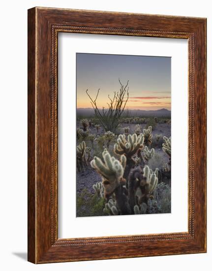 USA, Arizona. Sonoran desert sunset with Ocotillo. Teddy Bear Cholla cactus-Alan Majchrowicz-Framed Photographic Print