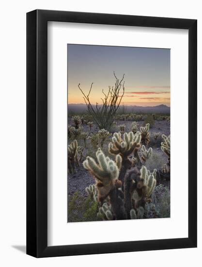 USA, Arizona. Sonoran desert sunset with Ocotillo. Teddy Bear Cholla cactus-Alan Majchrowicz-Framed Photographic Print