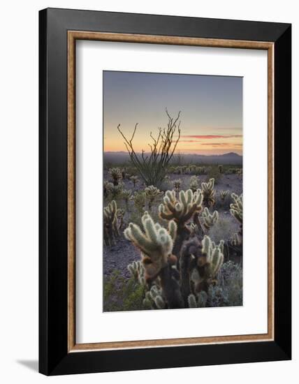 USA, Arizona. Sonoran desert sunset with Ocotillo. Teddy Bear Cholla cactus-Alan Majchrowicz-Framed Photographic Print