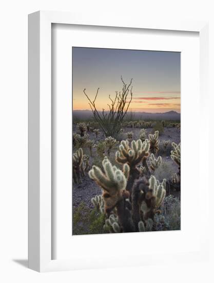 USA, Arizona. Sonoran desert sunset with Ocotillo. Teddy Bear Cholla cactus-Alan Majchrowicz-Framed Photographic Print