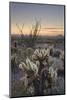 USA, Arizona. Sonoran desert sunset with Ocotillo. Teddy Bear Cholla cactus-Alan Majchrowicz-Mounted Photographic Print