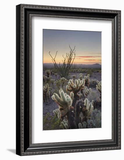 USA, Arizona. Sonoran desert sunset with Ocotillo. Teddy Bear Cholla cactus-Alan Majchrowicz-Framed Photographic Print