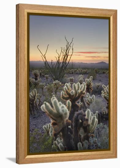 USA, Arizona. Sonoran desert sunset with Ocotillo. Teddy Bear Cholla cactus-Alan Majchrowicz-Framed Premier Image Canvas