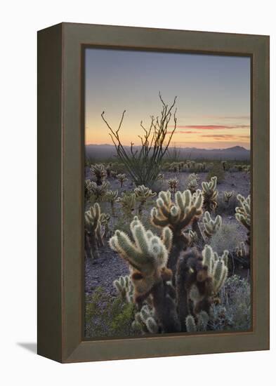 USA, Arizona. Sonoran desert sunset with Ocotillo. Teddy Bear Cholla cactus-Alan Majchrowicz-Framed Premier Image Canvas