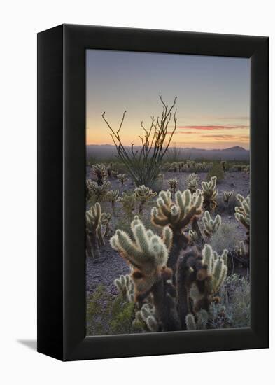 USA, Arizona. Sonoran desert sunset with Ocotillo. Teddy Bear Cholla cactus-Alan Majchrowicz-Framed Premier Image Canvas