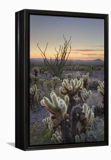 USA, Arizona. Sonoran desert sunset with Ocotillo. Teddy Bear Cholla cactus-Alan Majchrowicz-Framed Premier Image Canvas