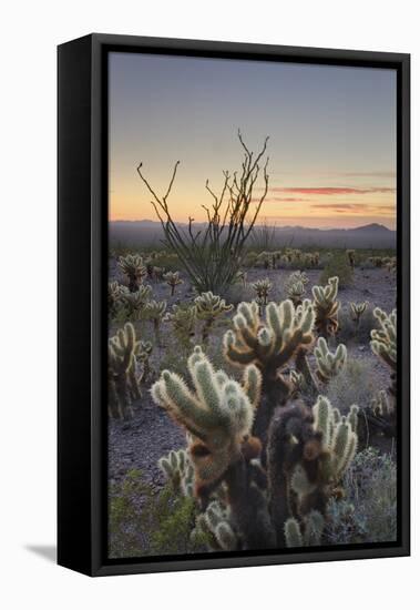 USA, Arizona. Sonoran desert sunset with Ocotillo. Teddy Bear Cholla cactus-Alan Majchrowicz-Framed Premier Image Canvas