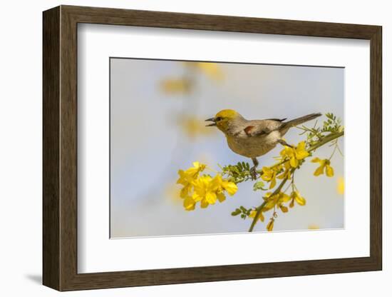 USA, Arizona, Sonoran Desert. Verdin bird on limb.-Jaynes Gallery-Framed Photographic Print