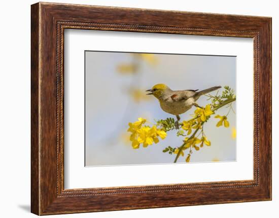 USA, Arizona, Sonoran Desert. Verdin bird on limb.-Jaynes Gallery-Framed Photographic Print