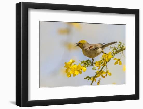 USA, Arizona, Sonoran Desert. Verdin bird on limb.-Jaynes Gallery-Framed Photographic Print