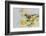 USA, Arizona, Sonoran Desert. Verdin bird on limb.-Jaynes Gallery-Framed Photographic Print