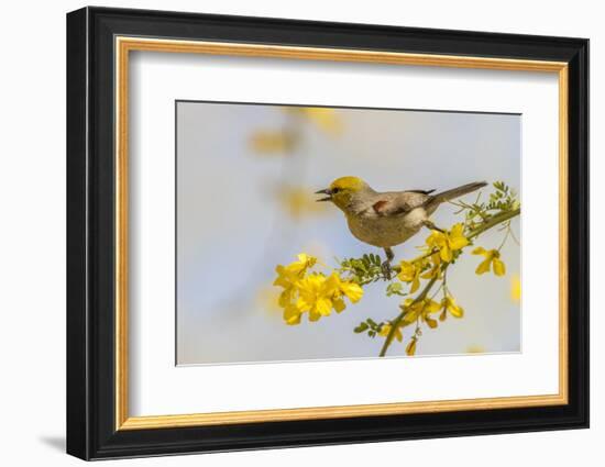 USA, Arizona, Sonoran Desert. Verdin bird on limb.-Jaynes Gallery-Framed Photographic Print