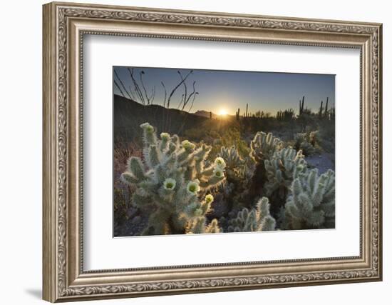 USA, Arizona. Teddy Bear Cholla cactus glowing in the rays of the setting sun-Alan Majchrowicz-Framed Photographic Print