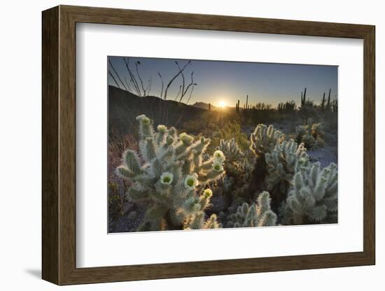 USA, Arizona. Teddy Bear Cholla cactus glowing in the rays of the setting sun-Alan Majchrowicz-Framed Photographic Print