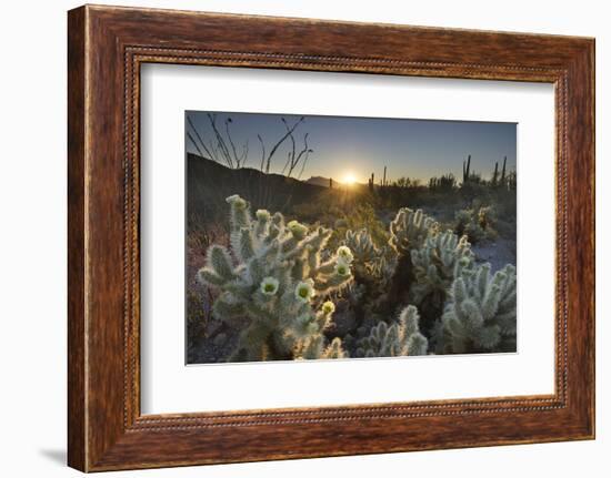 USA, Arizona. Teddy Bear Cholla cactus glowing in the rays of the setting sun-Alan Majchrowicz-Framed Photographic Print