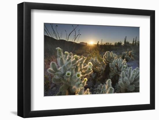 USA, Arizona. Teddy Bear Cholla cactus glowing in the rays of the setting sun-Alan Majchrowicz-Framed Photographic Print