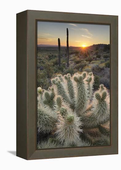 USA, Arizona. Teddy Bear Cholla cactus illuminated by the setting sun, Superstition Mountains.-Alan Majchrowicz-Framed Premier Image Canvas