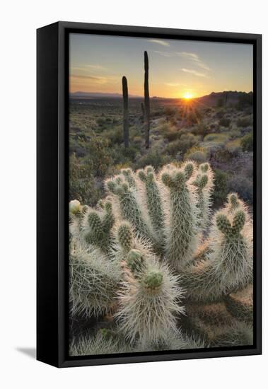 USA, Arizona. Teddy Bear Cholla cactus illuminated by the setting sun, Superstition Mountains.-Alan Majchrowicz-Framed Premier Image Canvas