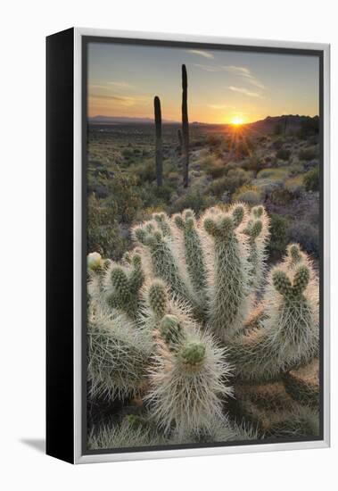 USA, Arizona. Teddy Bear Cholla cactus illuminated by the setting sun, Superstition Mountains.-Alan Majchrowicz-Framed Premier Image Canvas