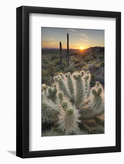 USA, Arizona. Teddy Bear Cholla cactus illuminated by the setting sun, Superstition Mountains.-Alan Majchrowicz-Framed Photographic Print