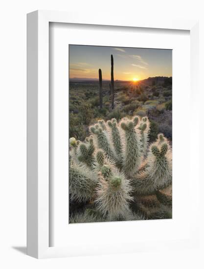 USA, Arizona. Teddy Bear Cholla cactus illuminated by the setting sun, Superstition Mountains.-Alan Majchrowicz-Framed Photographic Print