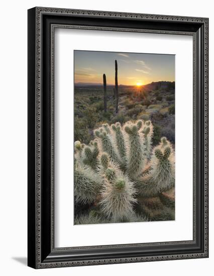 USA, Arizona. Teddy Bear Cholla cactus illuminated by the setting sun, Superstition Mountains.-Alan Majchrowicz-Framed Photographic Print