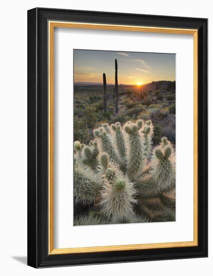 USA, Arizona. Teddy Bear Cholla cactus illuminated by the setting sun, Superstition Mountains.-Alan Majchrowicz-Framed Photographic Print