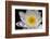 USA, Arizona, Tucson, Cricket Head Inn, Water Lilly-Peter Hawkins-Framed Premium Photographic Print