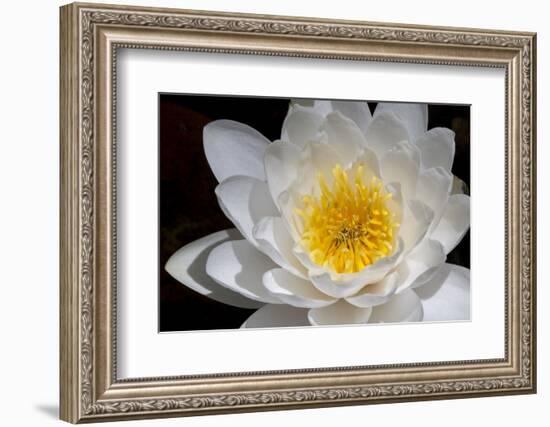 USA, Arizona, Tucson, Cricket Head Inn, Water Lilly-Peter Hawkins-Framed Photographic Print