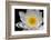 USA, Arizona, Tucson, Cricket Head Inn, Water Lilly-Peter Hawkins-Framed Photographic Print