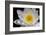 USA, Arizona, Tucson, Cricket Head Inn, Water Lilly-Peter Hawkins-Framed Photographic Print