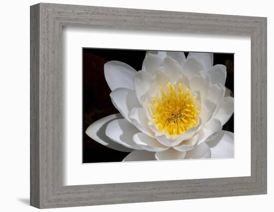 USA, Arizona, Tucson, Cricket Head Inn, Water Lilly-Peter Hawkins-Framed Photographic Print