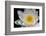 USA, Arizona, Tucson, Cricket Head Inn, Water Lilly-Peter Hawkins-Framed Photographic Print