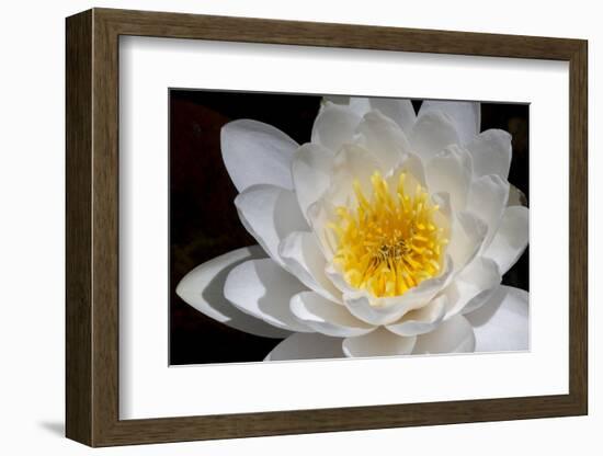 USA, Arizona, Tucson, Cricket Head Inn, Water Lilly-Peter Hawkins-Framed Photographic Print