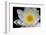 USA, Arizona, Tucson, Cricket Head Inn, Water Lilly-Peter Hawkins-Framed Photographic Print