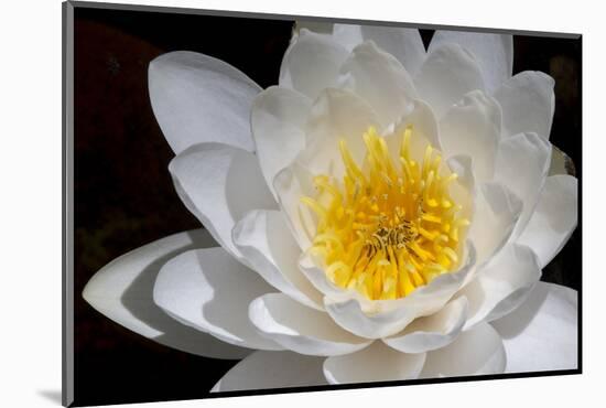 USA, Arizona, Tucson, Cricket Head Inn, Water Lilly-Peter Hawkins-Mounted Photographic Print