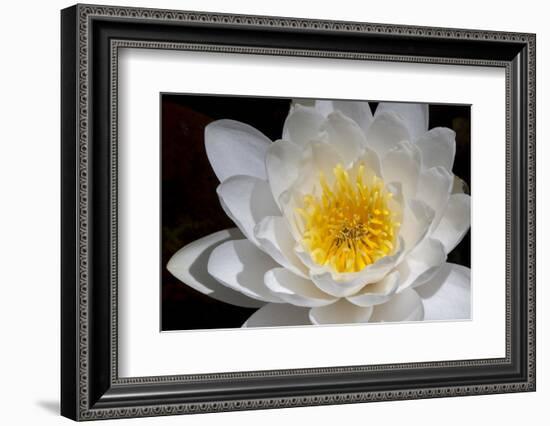 USA, Arizona, Tucson, Cricket Head Inn, Water Lilly-Peter Hawkins-Framed Photographic Print