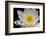 USA, Arizona, Tucson, Cricket Head Inn, Water Lilly-Peter Hawkins-Framed Photographic Print