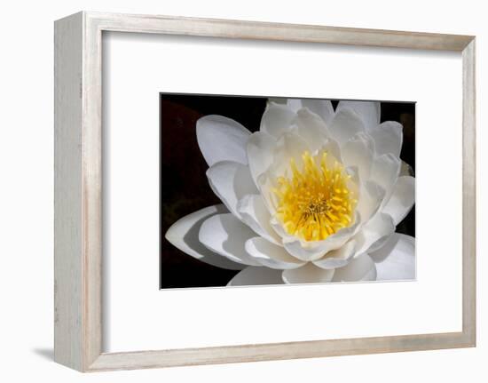 USA, Arizona, Tucson, Cricket Head Inn, Water Lilly-Peter Hawkins-Framed Photographic Print